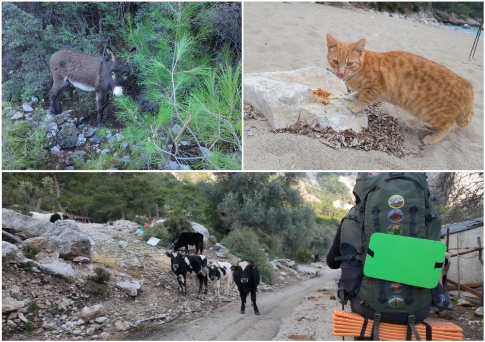 Likiyskaya_tropa_zhivotnye_Likian_Way_animals